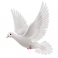 /ruanjian/zxyd/20224646.html
